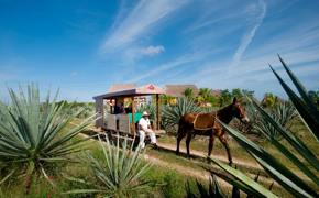 Tourists enjoy a horse-drawn cart ride in Sisal through lush agave fields at a traditional Mexican hacienda. 
