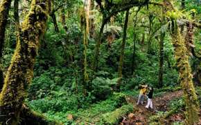 Hikers wonder through Monteverde's misty forest, surrounded by towering trees and lush moss-covered paths. 